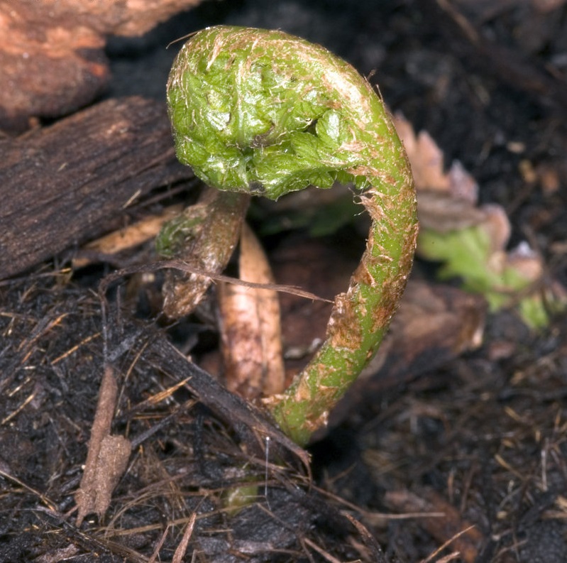 Male Fern Grandiceps