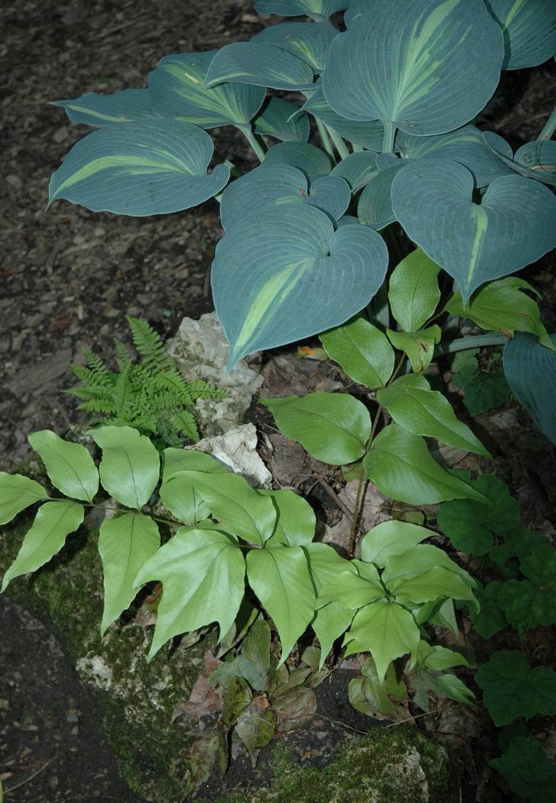 Athyrium, Lady Fern Minutissimum