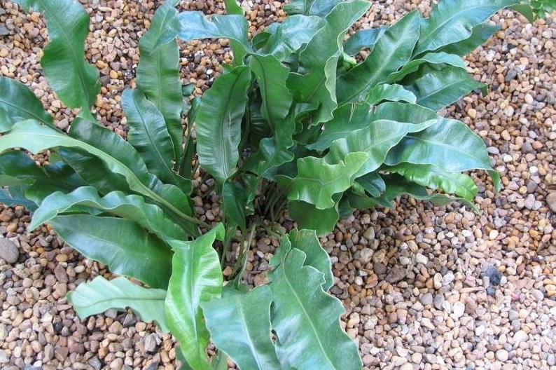Elephant-ear Fern