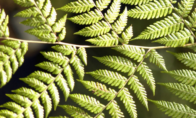 Lophosoria Species, Diamondleaf Fern