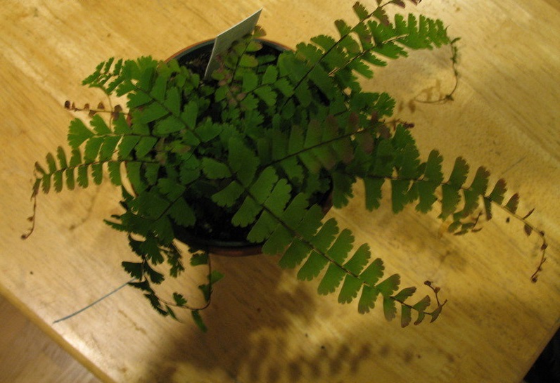 Bronze Venus Maidenhair Fern Bronze Venus