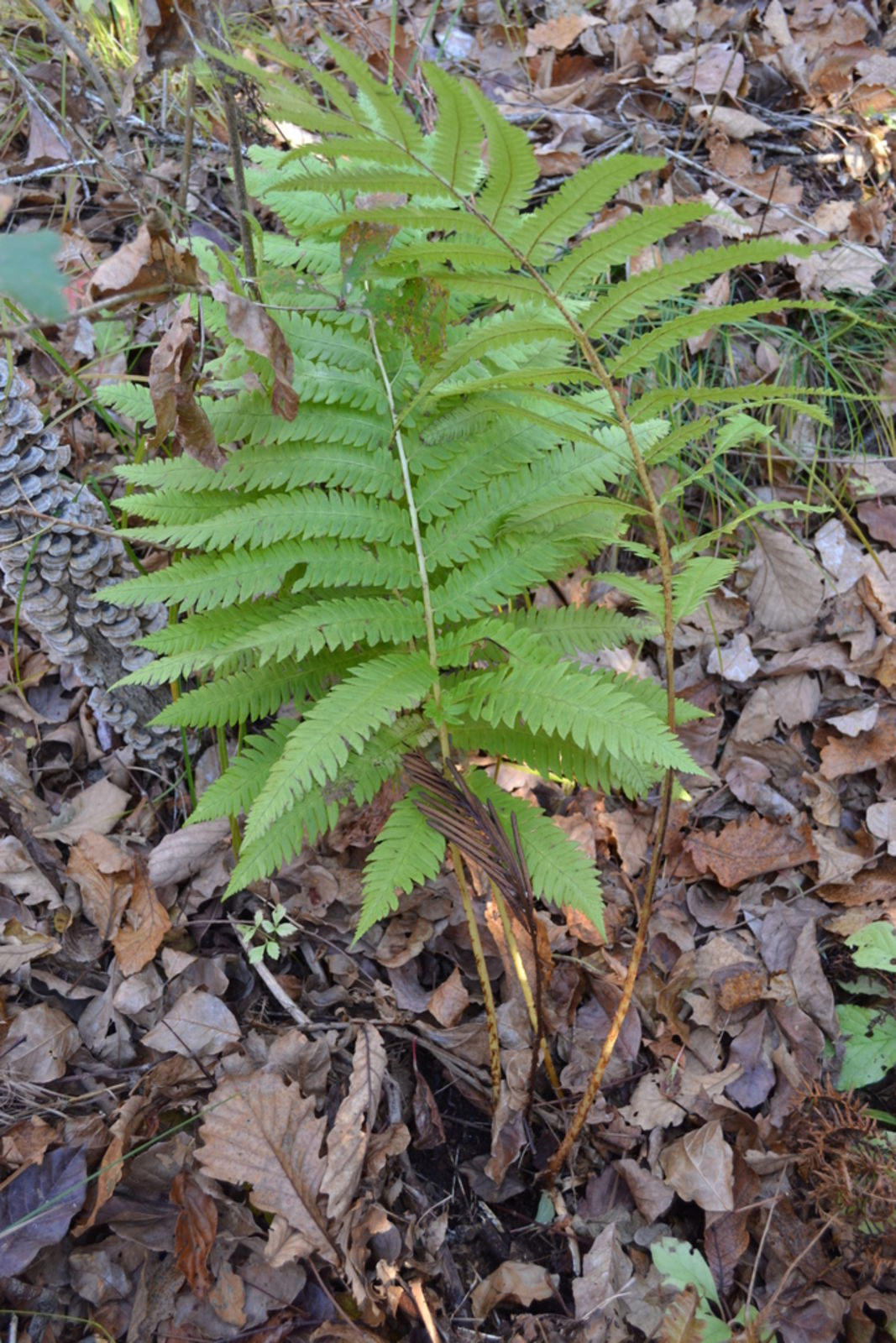 Onoclea Species, Oriental Ostrich Fern