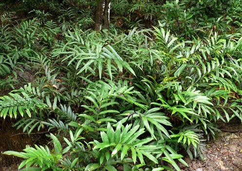 Mangrove Fern, Piai lasu
