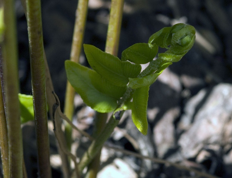 Nephrolepis, Fishtail Fern, Fishtail Sword Fern Furcans