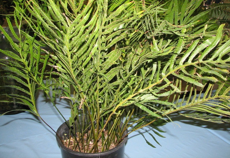 Phymatosorus Species, Kangaroo Fern