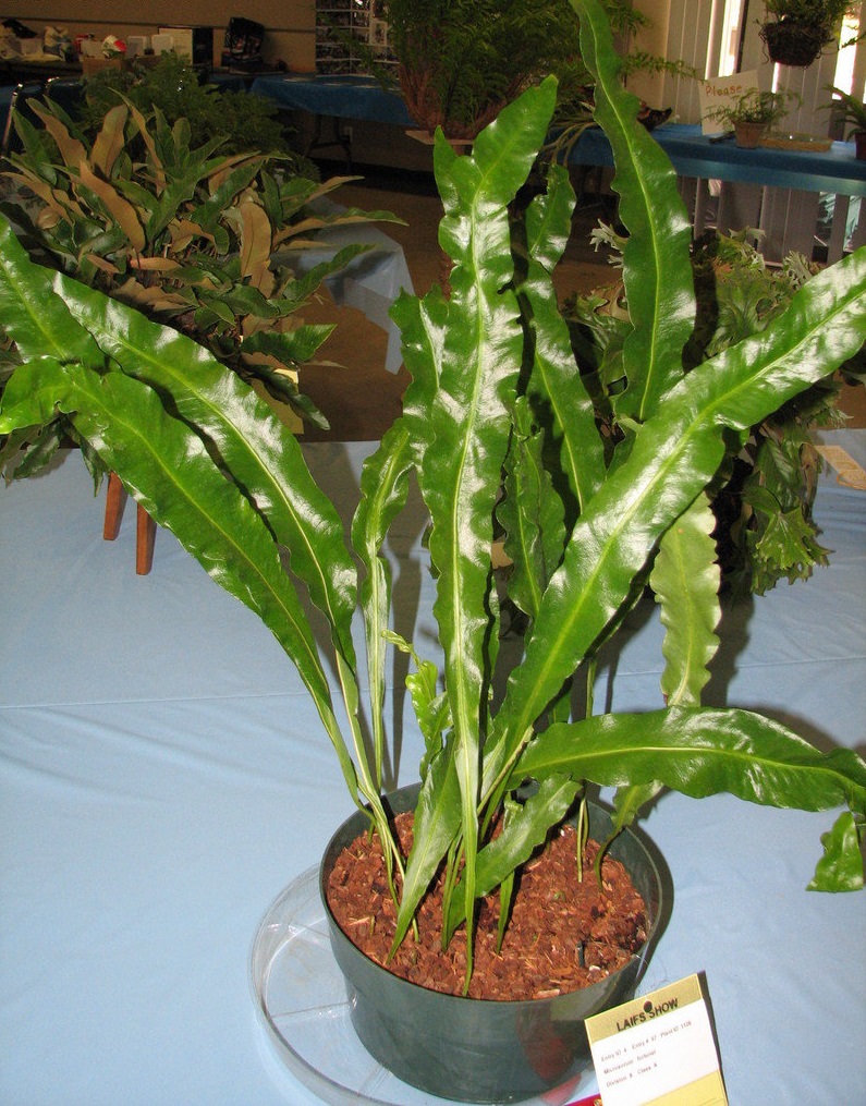Neocheiropteris Species, Tropical Fern