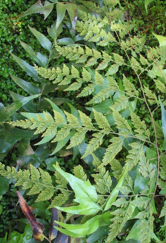 Davallia Species, Hares Foot Fern