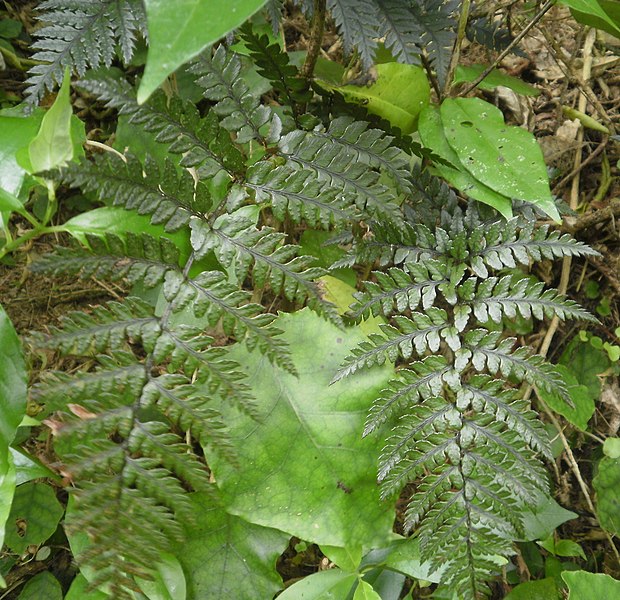 Common Shield Fern