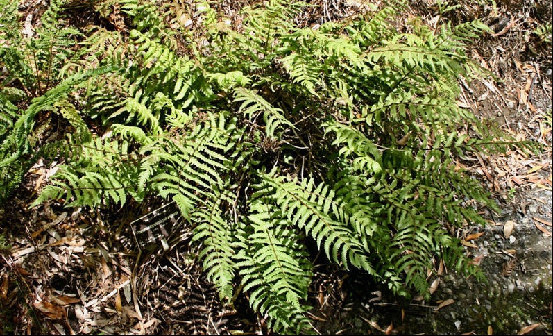Gully Fern, Lime Fern, Pakau