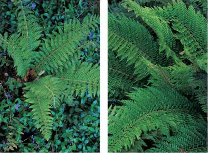 Polystichum