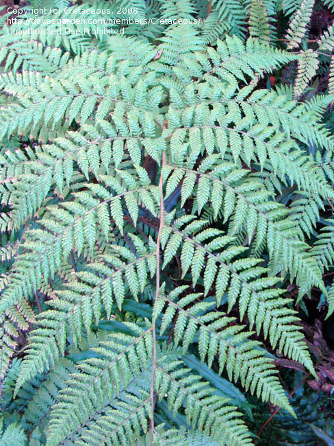 Culcita Species
