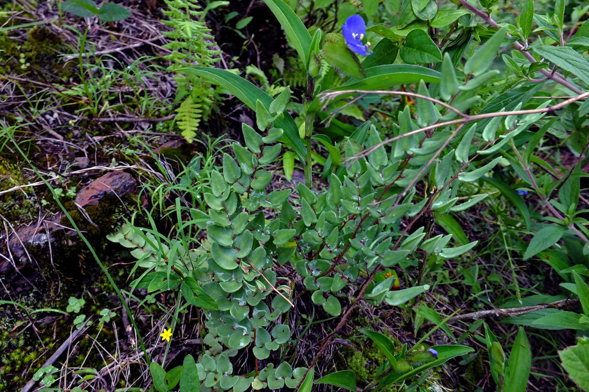 Pellaea Species