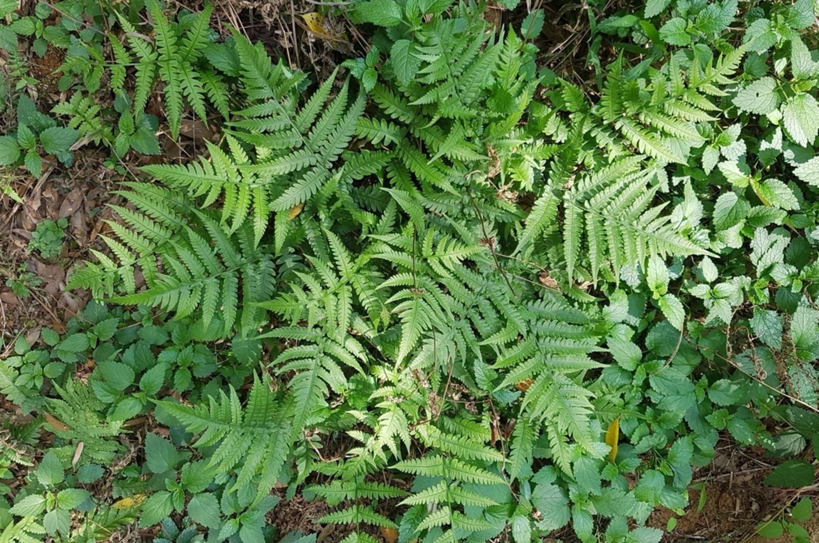 Deparia Species