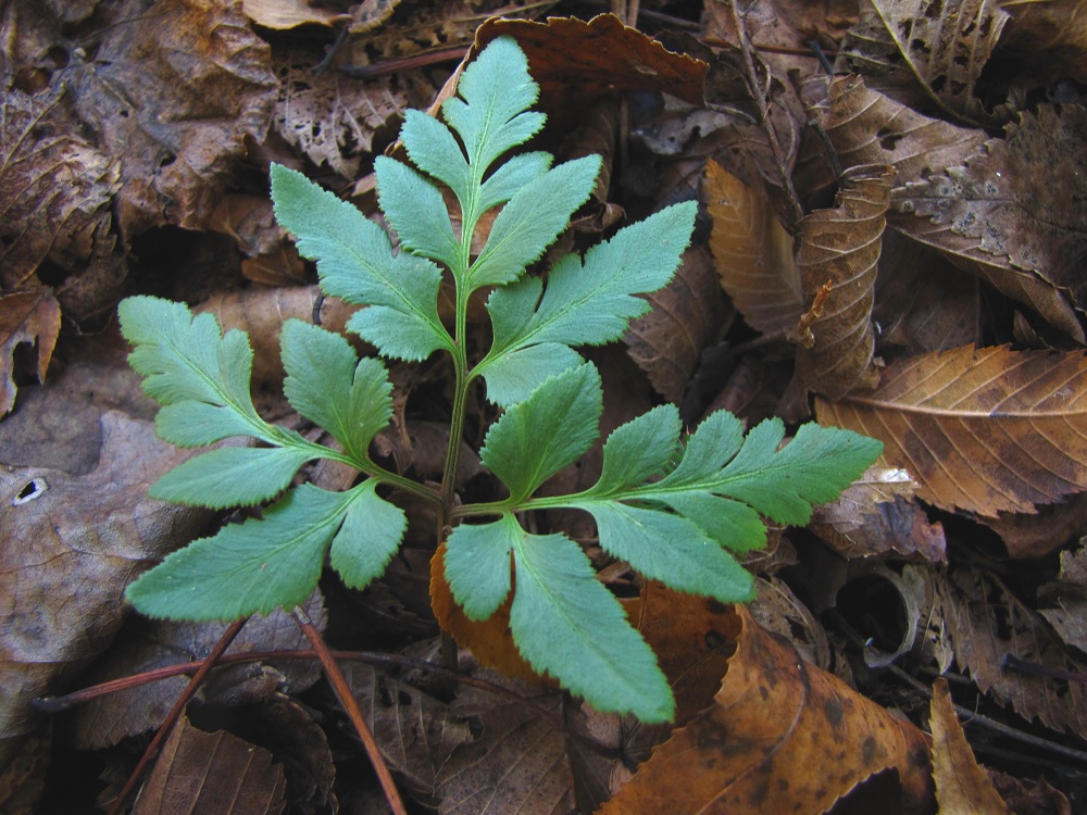 Sceptridium Species, Southern Grapefern