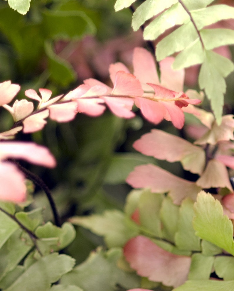 Four-leaved Maidenhair Fern