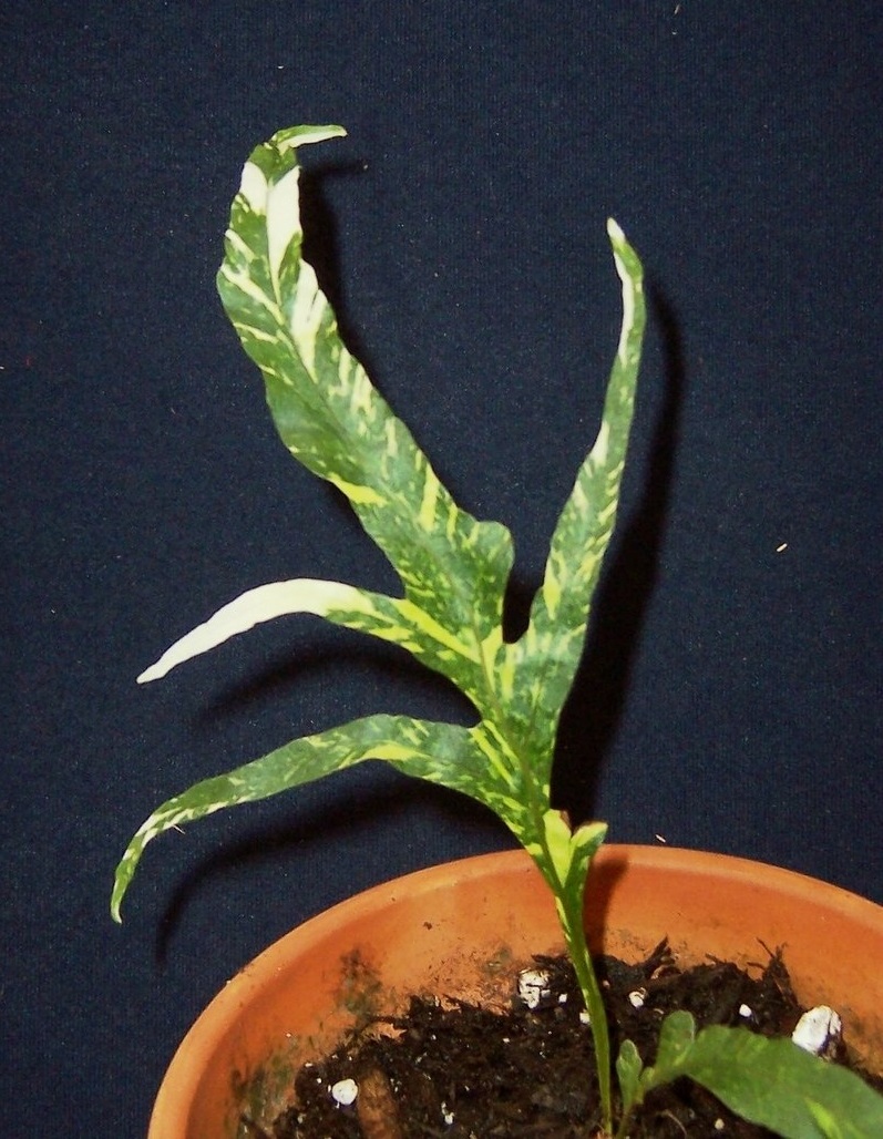 Aglaomorpha, Variegated Oak Leaf Basket Fern Pinto
