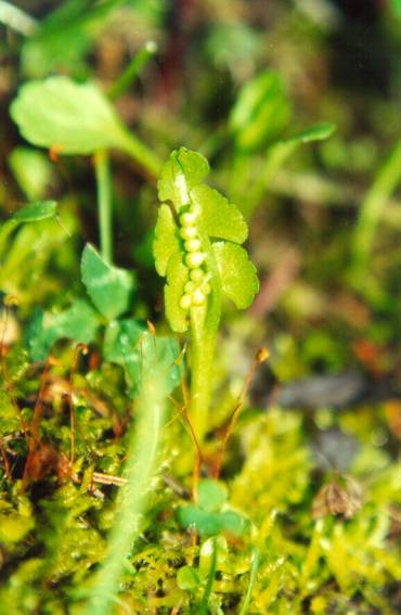 Botrychium Species, Dainty Moonwort, Scalloped Moonwort