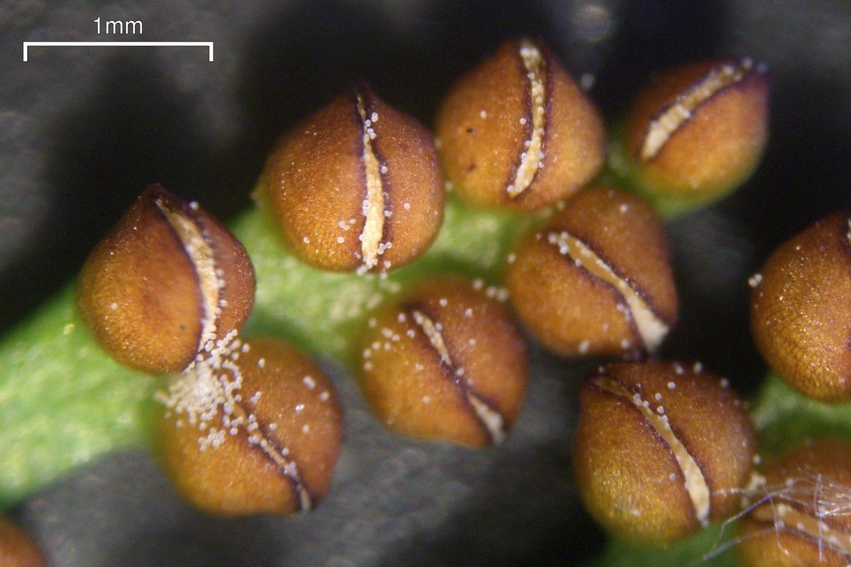 Botrychium Species, Northwestern Moonwort Botrychium pinnatum