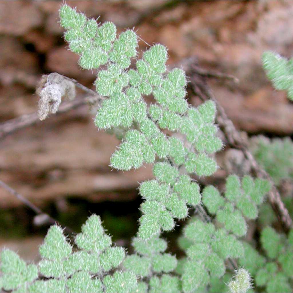 Myriopteris Species, Parishs Lipfern
