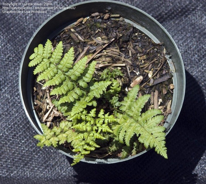 Stegnogramma Species
