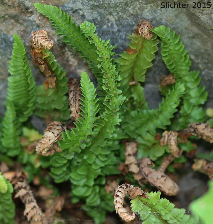 Kruckebergs Hollyfern