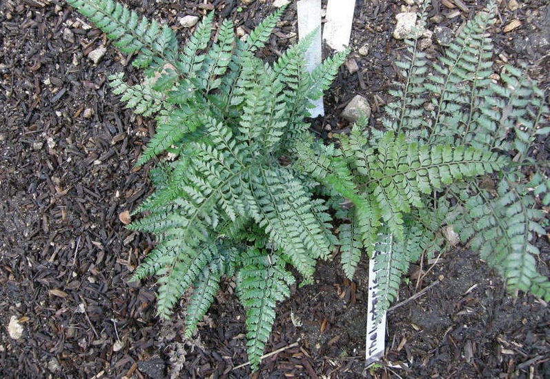 Christella Species, Sonoran Maiden Fern