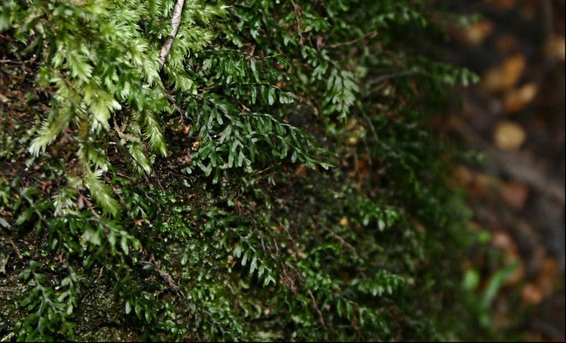 Narrow Filmy-fern
