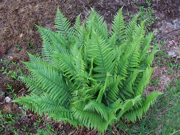 Recurved Male Fern Revolvens