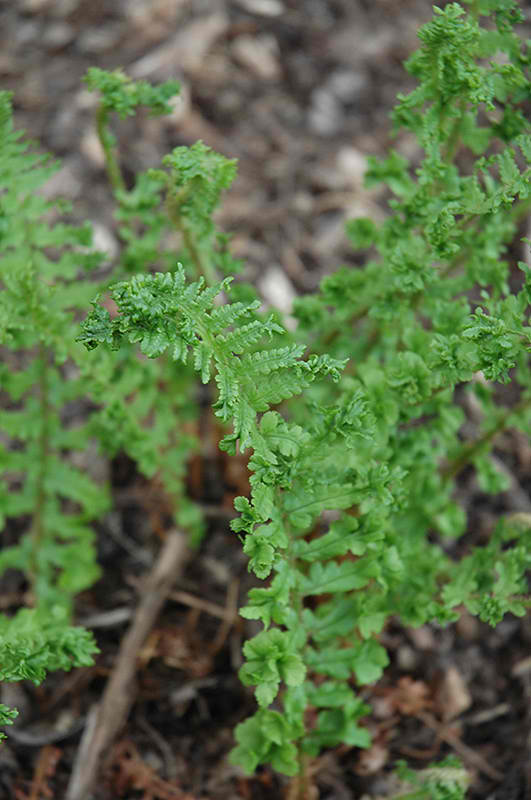 Male Fern Crispatissima