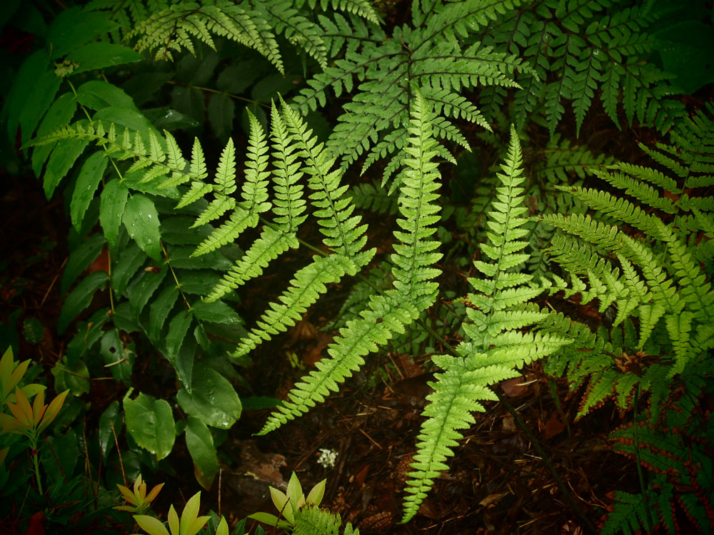Limelight Wood Fern, Shield Fern