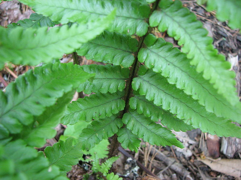 Japanese Wood Fern