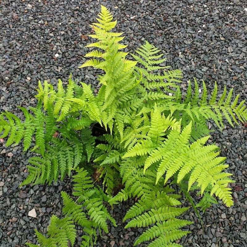 Stewarts Wood Fern