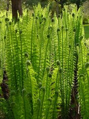 Matteuccia, Fiddlehead Fern, Garden Fern, Jumbo Ostrich Fern, Shuttlecock Fern 'The King'