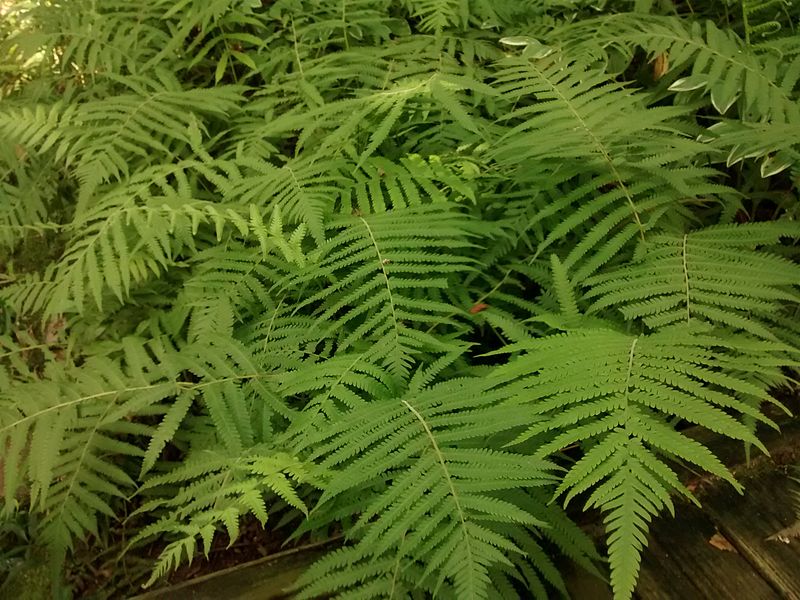 Christella Species, Abrupt-Tipped Maiden Fern