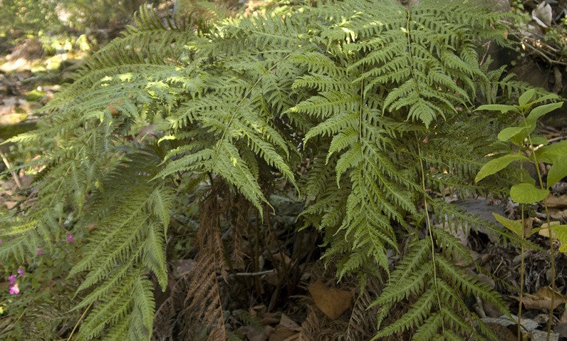 Woodwardia