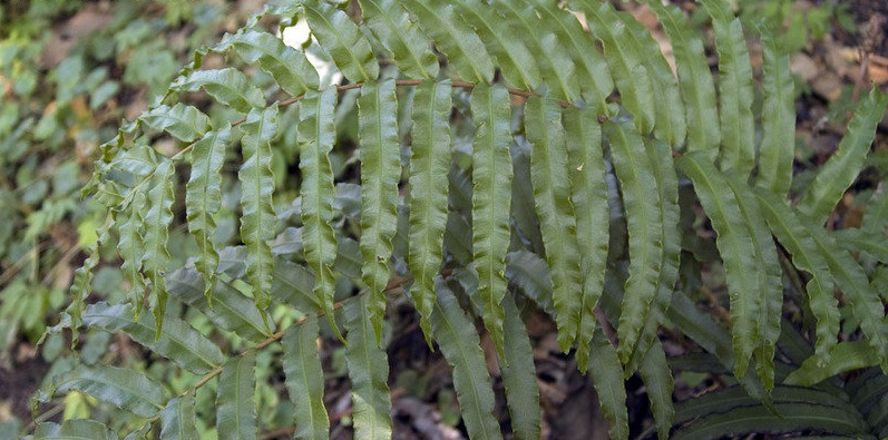 Parablechnum Species, Tropical fern