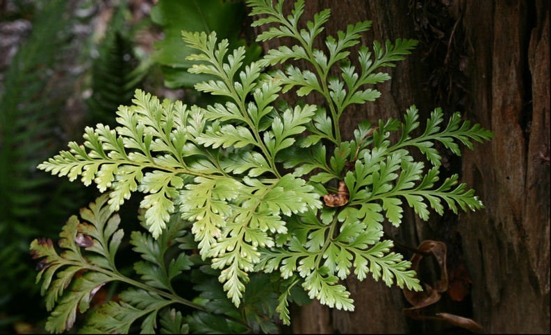Davallia Species, Davallia Fern