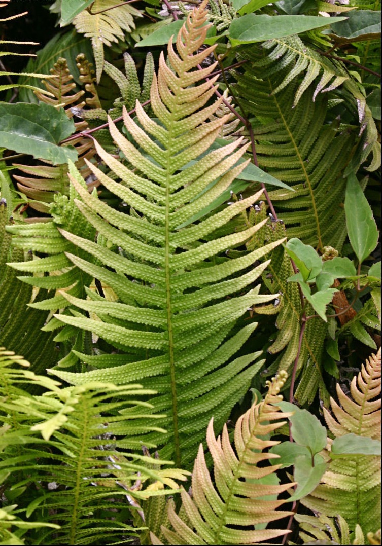 Doodia Species, Rasp Fern