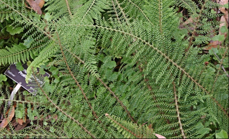 Soft Shield Fern Proliferum