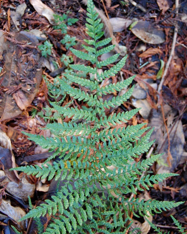 Proliferous Autumn Fern