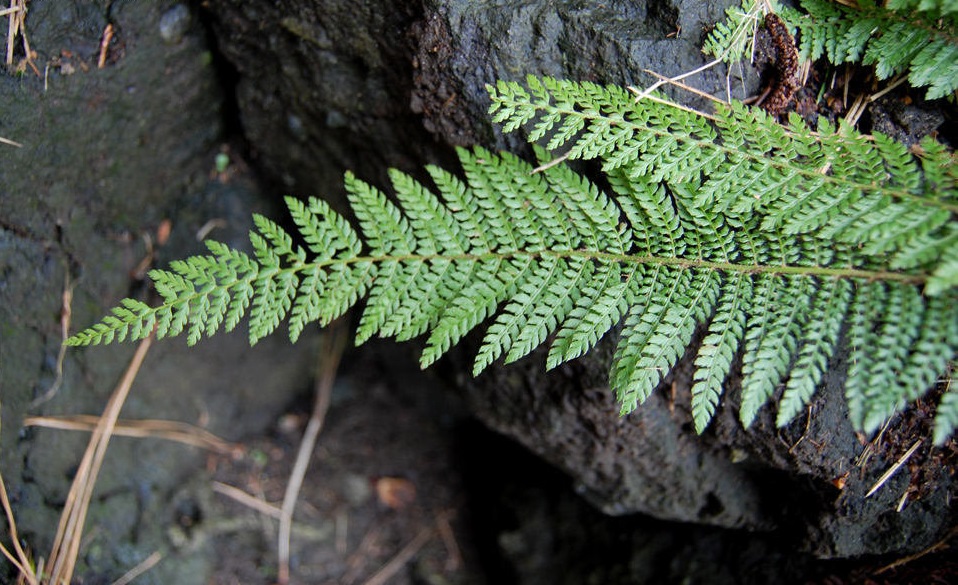 Soft Shield Fern Acutilobum