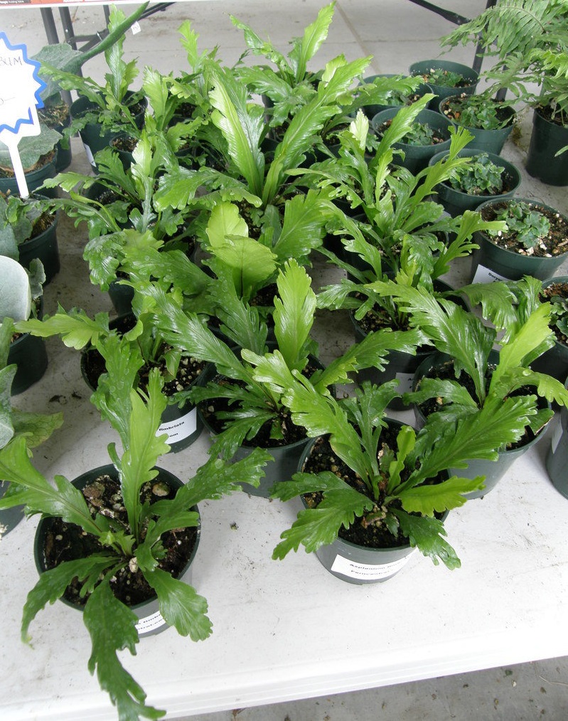 Asplenium, Hart Tongue Fern Fimbriata