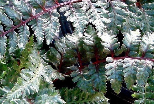 Anisocampium, Ghost Fern, Red Japanese Painted Fern Regal Red