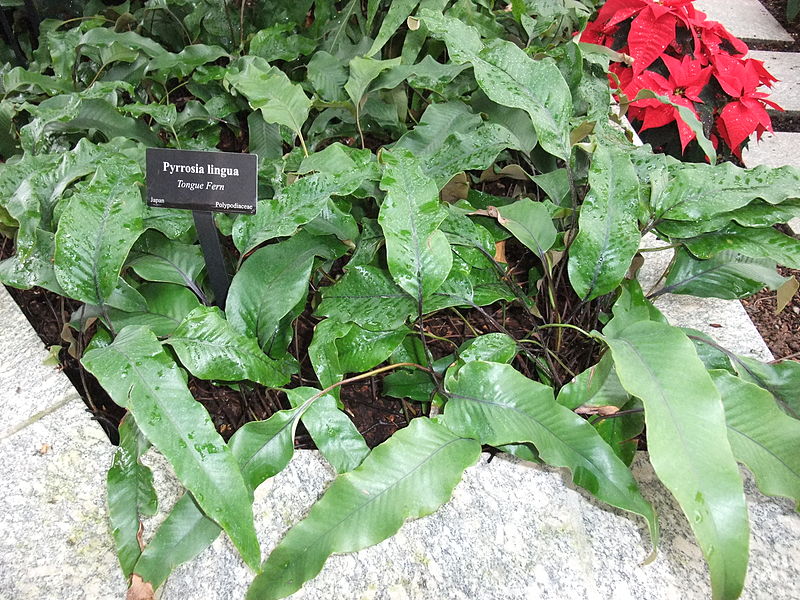 Pyrrosia, Tongue Fern Corymbifera