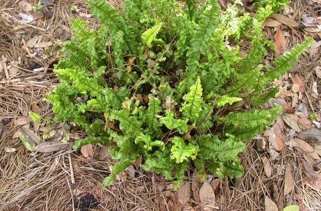 Nephrolepis, Boston Fern, Sword Fern Orlando