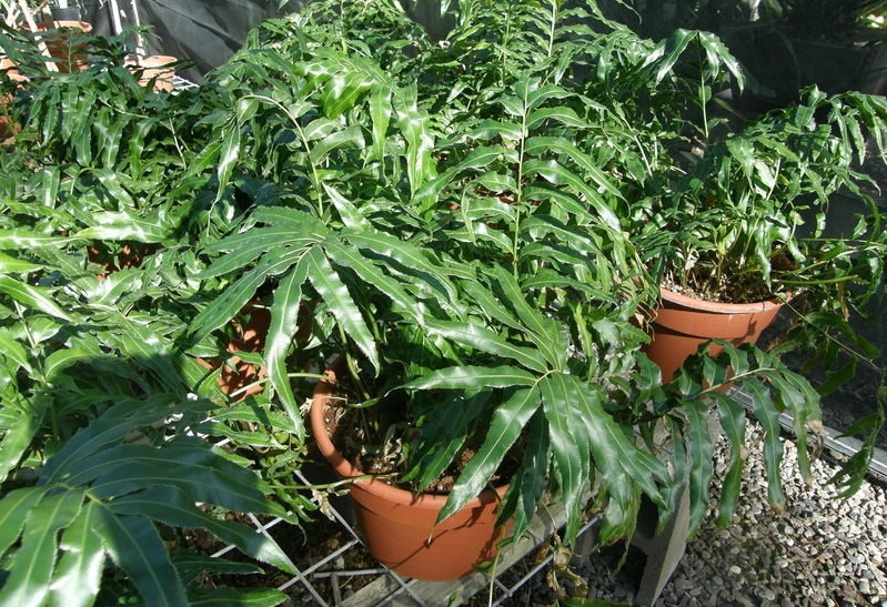 Stenochlaena, Climbing Fern