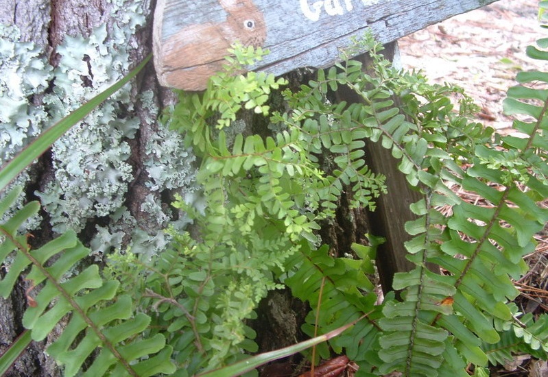 Nephrolepis, Petticoat Fern Petticoat