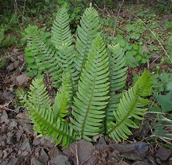Nephrolepis, Emerald Vase Fern Emerald Vase