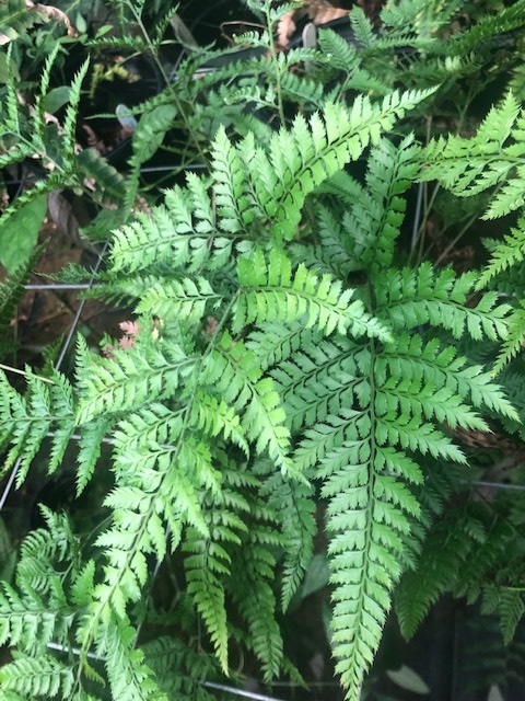Shiny Bristle Fern