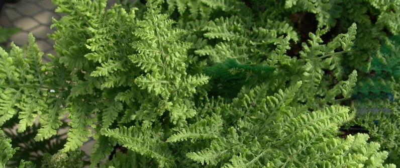 Dryopteris, Broad Buckler Fern Crispa Whiteside